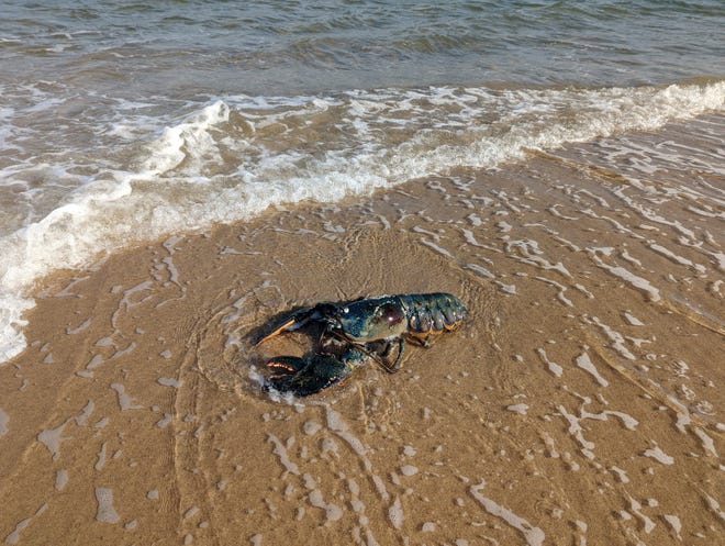 Tijdens een bezoek aan Cape Cod voor Thanksgiving vond de familie Butterbaugh uit Pittsburgh, Pennsylvania, deze enorme blauwe kreeft op een strand met uitzicht op de oceaan in Truro.