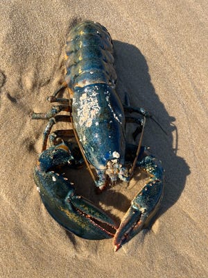 Tijdens een bezoek aan Cape Cod voor de Thanksgiving-vakantie vond de familie Butterbaugh uit Pittsburgh, Pennsylvania, deze enorme blauwe kreeft op een strand met uitzicht op de oceaan in Truro. Eric Butterbaugh schatte dat het minstens 10 pond woog en minstens 60 cm lang was.