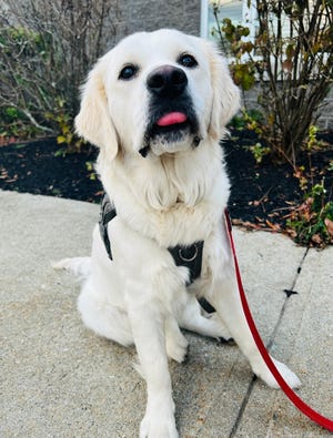 Lucy is the Hanson Police Department's first comfort dog.