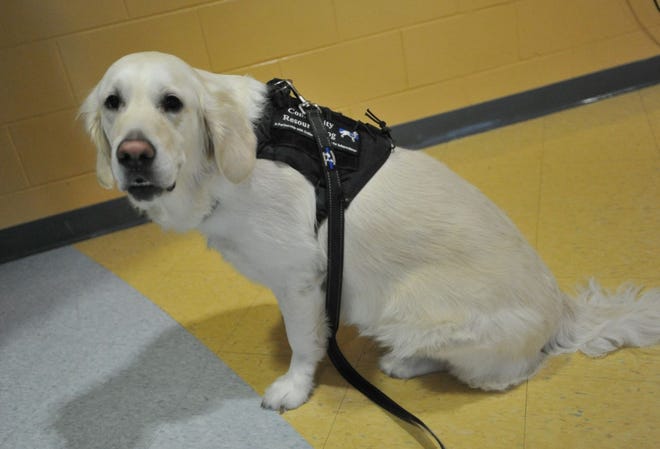 Charlee is the Weymouth Police Department's 3-year-old English cream golden retriever.