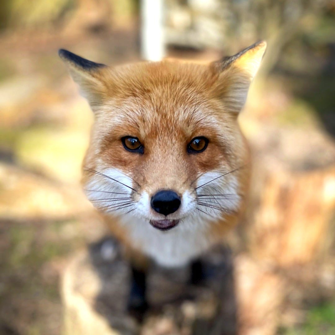Worcester's Ecotarium mourns Socks the fox, animal ambassador Worcester's Ecotarium mourns Socks the fox, animal ambassador