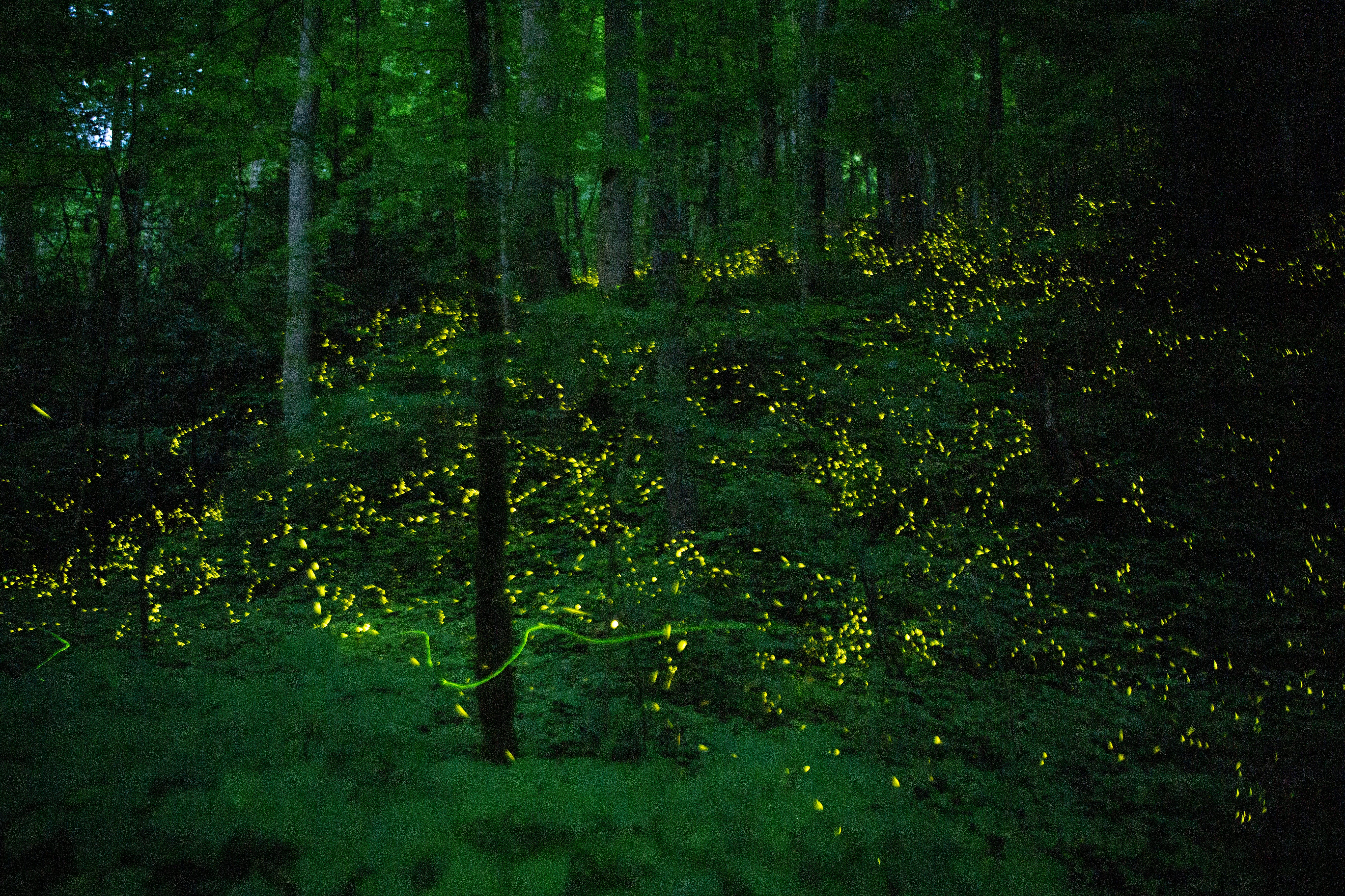 Synchronous fireflies in Elkmont, Tenn., in June 2022.