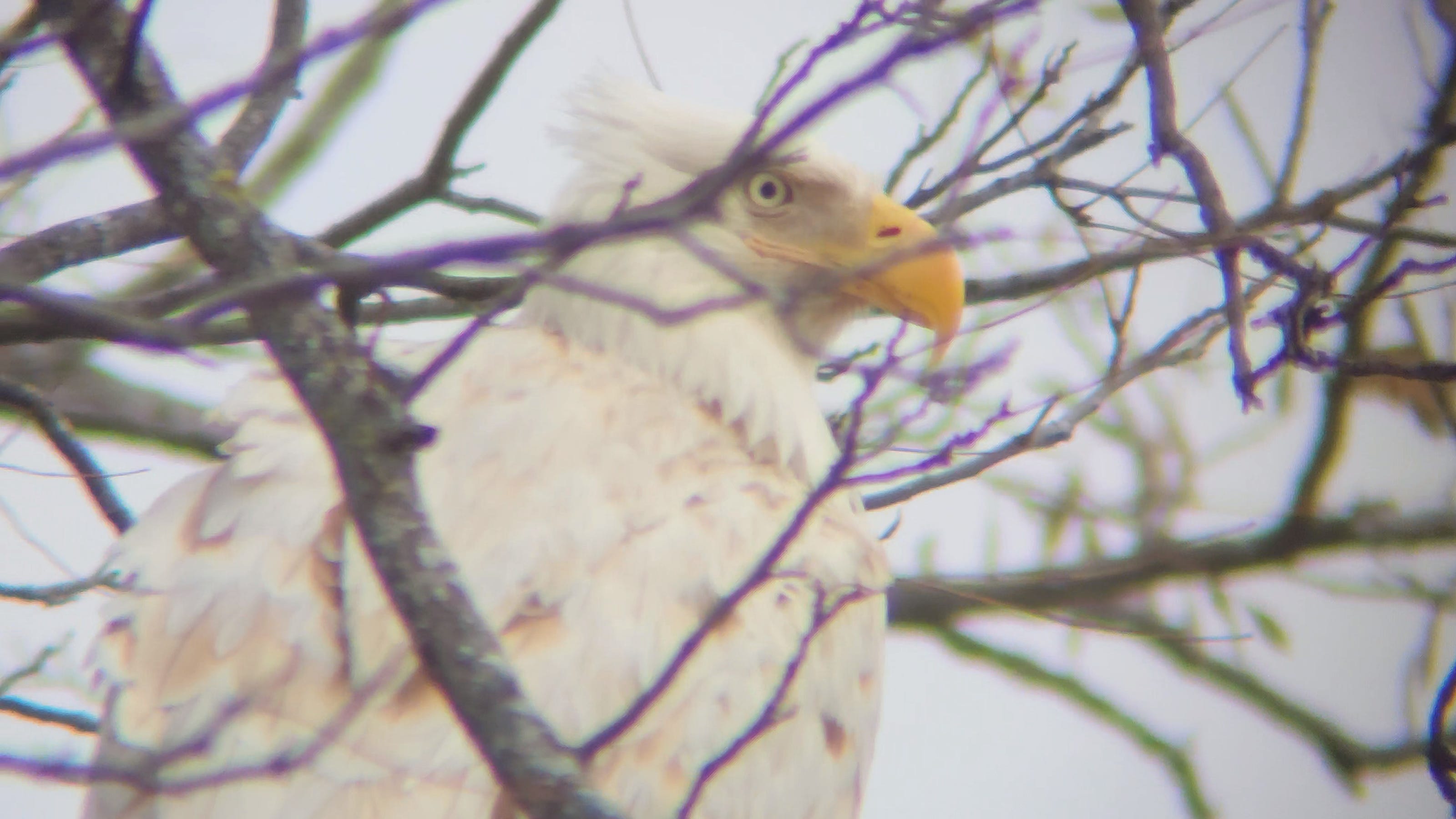 White bald eagle found in Oklahoma: Rare leucistic bird seen, pictured