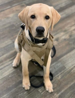 Harlow, an 8-month-old bilingual yellow Lab therapy dog, knows Spanish and English. He is the Abington Police Department's first comfort dog.