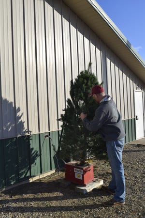 Aaron Peck, owner of BEL Tree Farm just outside Salina, shakes a real, fresh Christmas tree to get rid of loose needles before it goes home with a customer.