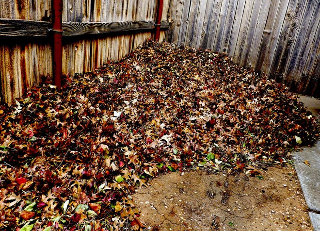 A pile of clean leaves is a good candidate for making leaf mold. Leaves will be gathered, stored in bags, kept dark and moist, and in a year will have turned into brown gold for the garden.
