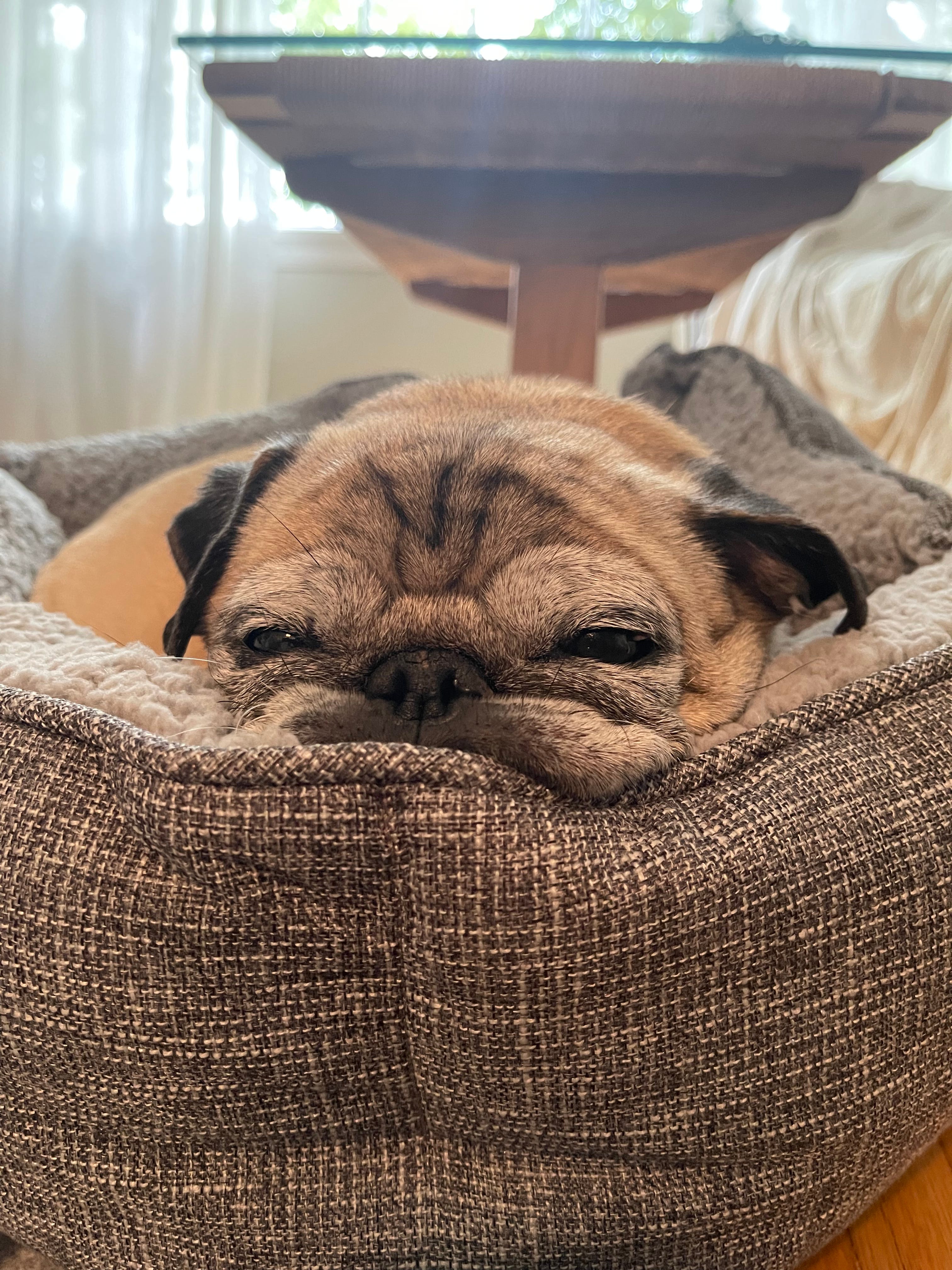 Noodle the pug, the bones or nobones day TikTok star, dies at 14