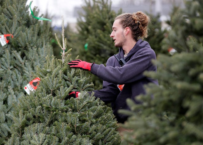 Wisconsin Christmas tree farms offer cut-your-own options across state