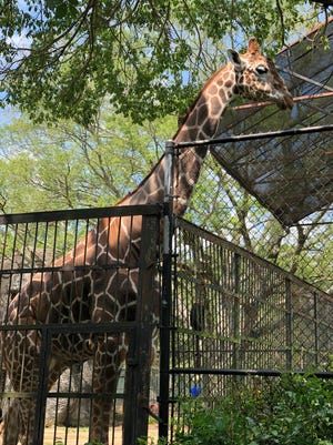 Knox, a reticulated giraffe at The Jackson Zoo, has died, city officials announced Tuesday.