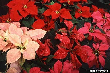Poinsettias are available in many shades of red, pink and white.