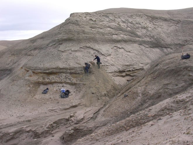 Profesor Eske Willerslev dan Kurt H. Kjaer membuka lapisan baru untuk pengambilan sampel sedimen di Kap Kobenhavn, Greenland.