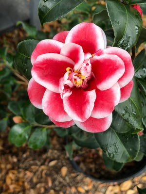 An example of a good camellia form to wax would be one of the Tama’s, in this case Tama Anemone, where it has an open form to the petals.