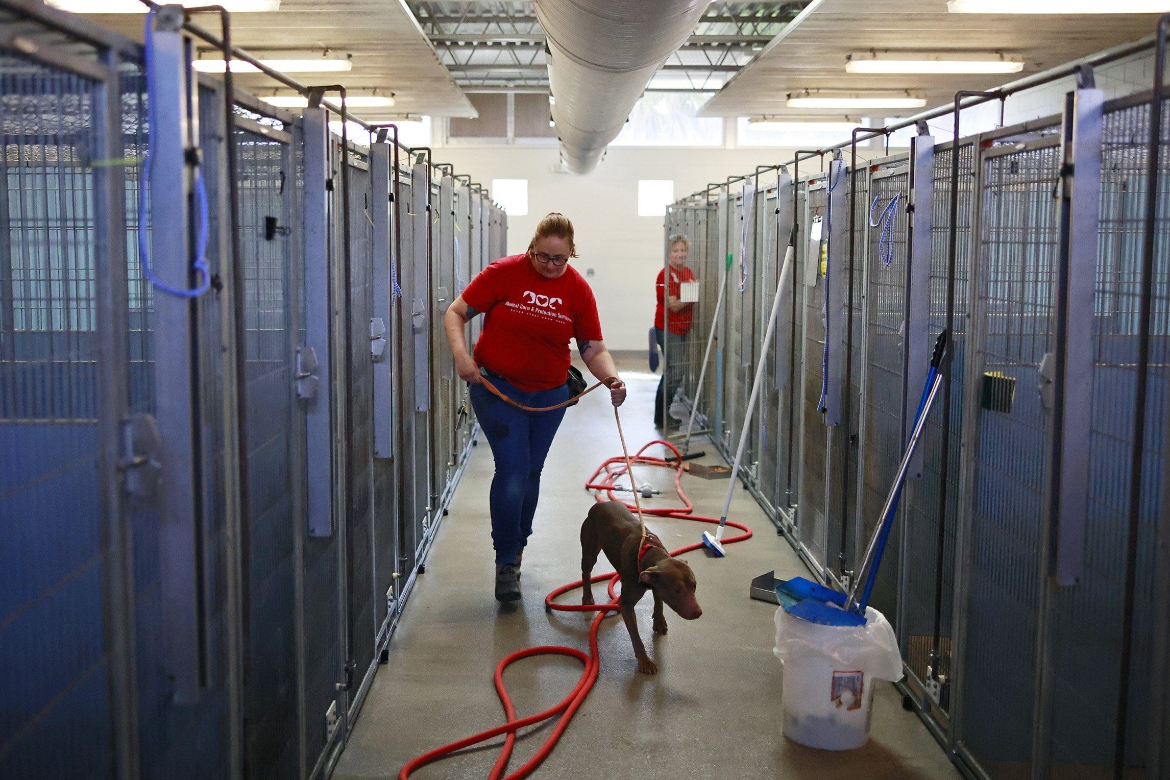 Canine pneumovirus in dog causes Jacksonville shelter quarantine
