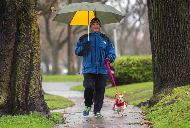 Mark Ulm of Stockton walks his 1-year-old Jack Russell terrier-mix Tana in the rain down Yale Avenue near Argonne Drive in Stockton. 