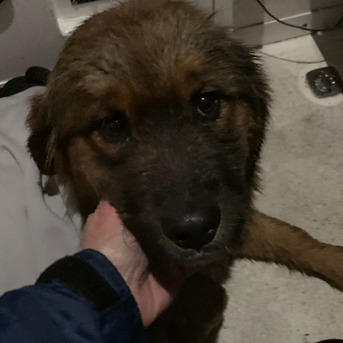 Dog the Bear after being rescued in Edgewater Dec.