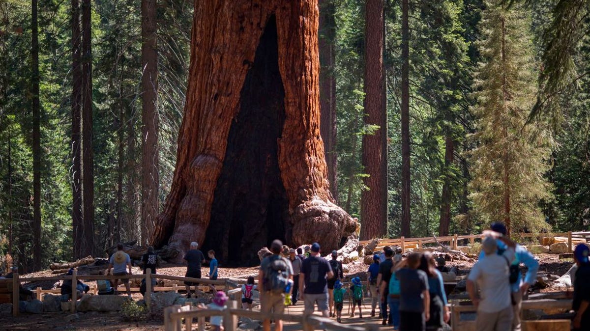 Visitors look up at the Grizzly Giant tree in the Mariposa Grove of Giant Sequoias on May 21, 2018 at Yosemite National Park.
