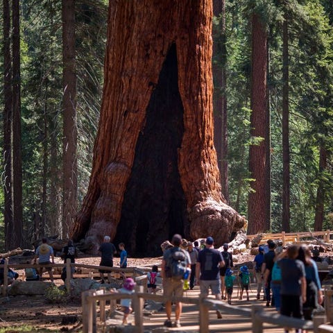 Visitors look up at the Grizzly Giant tree in the 