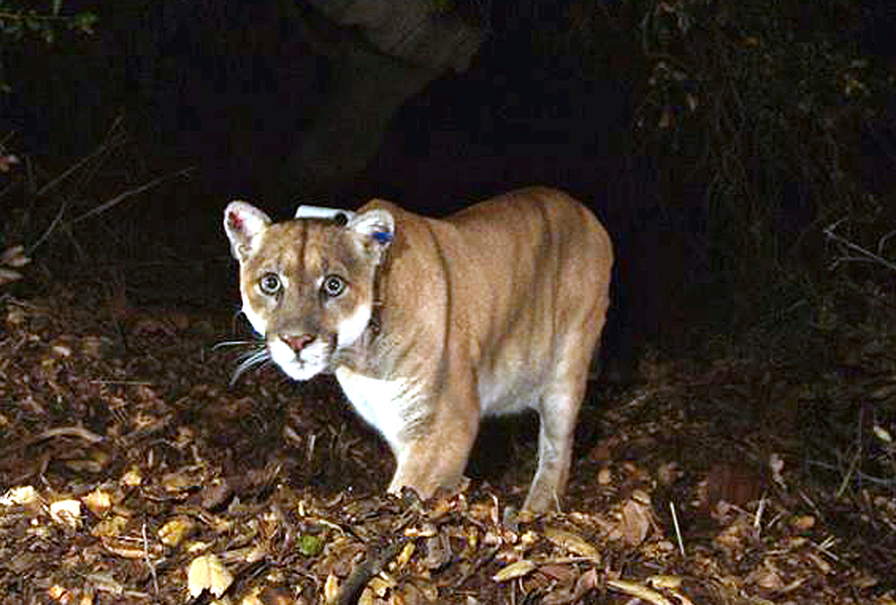 Mountain lion P-22, the 'Hollywood Cat,' euthanized at San Diego Zoo