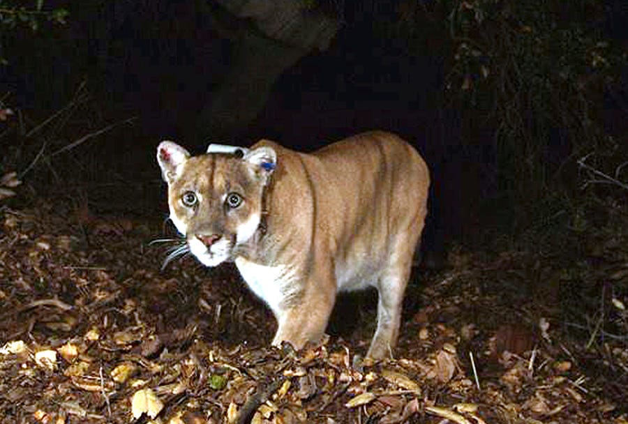 This photo provided by the U.S. National Park Service shows a mountain lion known as P-22, photographed in November 2014 in the Griffith Park area near downtown Los Angeles. Southern California's most famous mountain lion, known for roaming across freeways and making a sprawling Los Angeles park his home, was captured Monday, Dec. 12, 2022, by wildlife officials who said they want to examine the big cat after he killed a dog that was being walked in the Hollywood Hills.