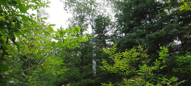 Researchers find that climate change has deadly effects on trees such as these in a Northern boreal forest.