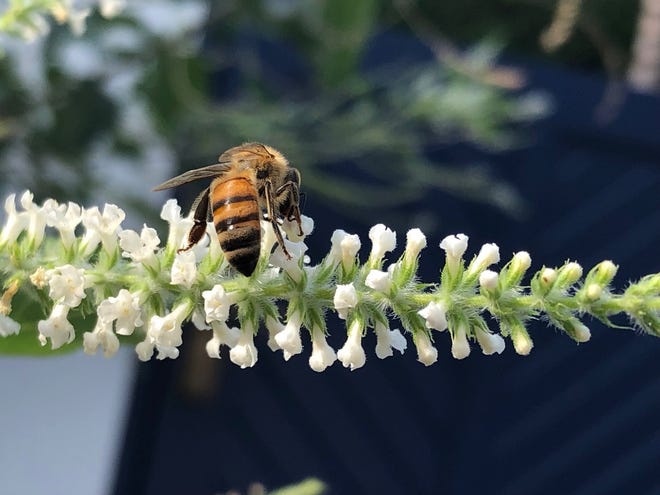 A bee on the flower spike of a sweet almond bush.