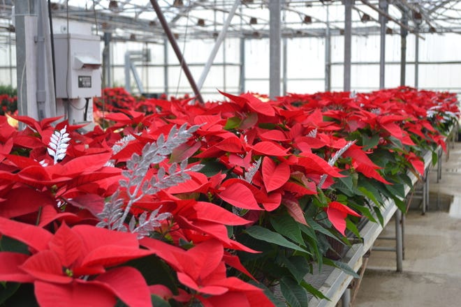 Red poinsettias are the top-selling color of the holiday plant this season and every year.