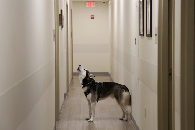 Yukon howls in the hallway at the York Police Department on Wednesday, October 5, 2022.