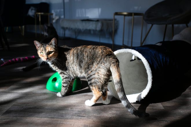 Los clientes de Frisky Business Cat Cafe pueden jugar con gatos del Refugio de animales de Palm Springs mientras toman café dentro de la cafetería en Palm Springs, California, el jueves 15 de diciembre de 2022. Los gatos están disponibles para adopción. 