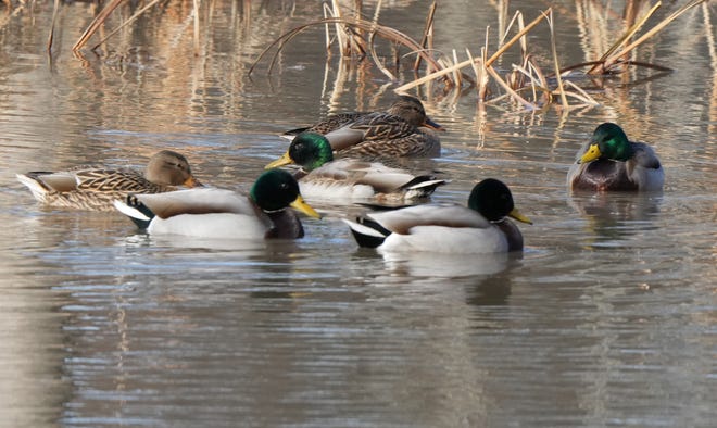 With more than 2,700 individuals identified, Mallard ducks were the second most common bird documented in the 2022 Christmas Bird Count in the Great Falls area.