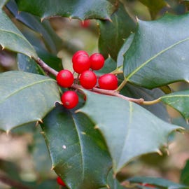 The berries of holly plants are extremely toxic to both humans and pets.