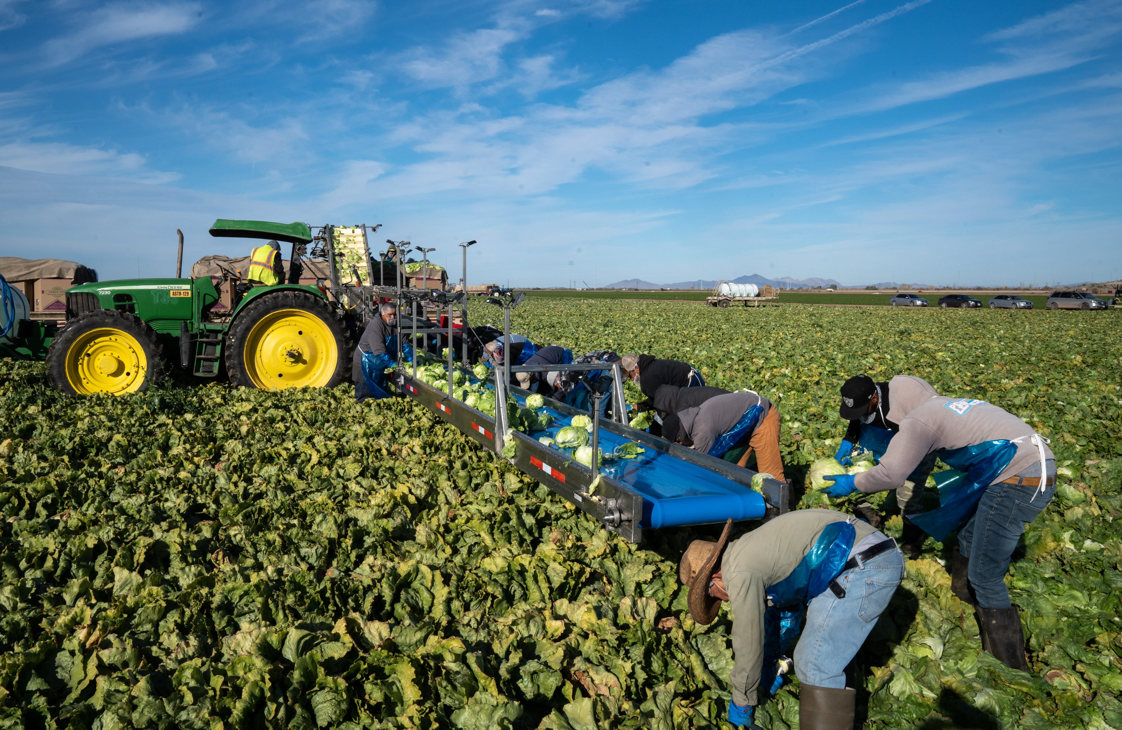 Workers harvest head lettuce in a field at Desert Premium Farms east of Yuma, on Jan. 28, 2022. So far Arizona farmers have borne the brunt of water cutbacks.