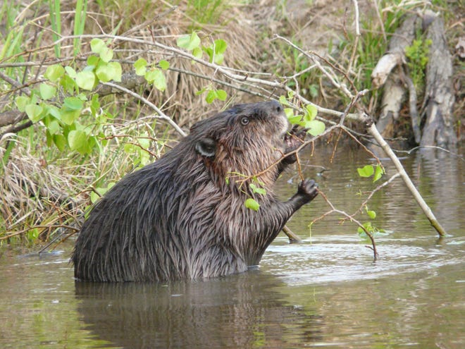 The beaver eats on the poplar.