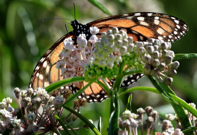 Milkweed attracts a monarch butterfly at a native plant nursery in July. An annual count of the butterflies showed a drop in Ventura County but a rise in numbers statewide.