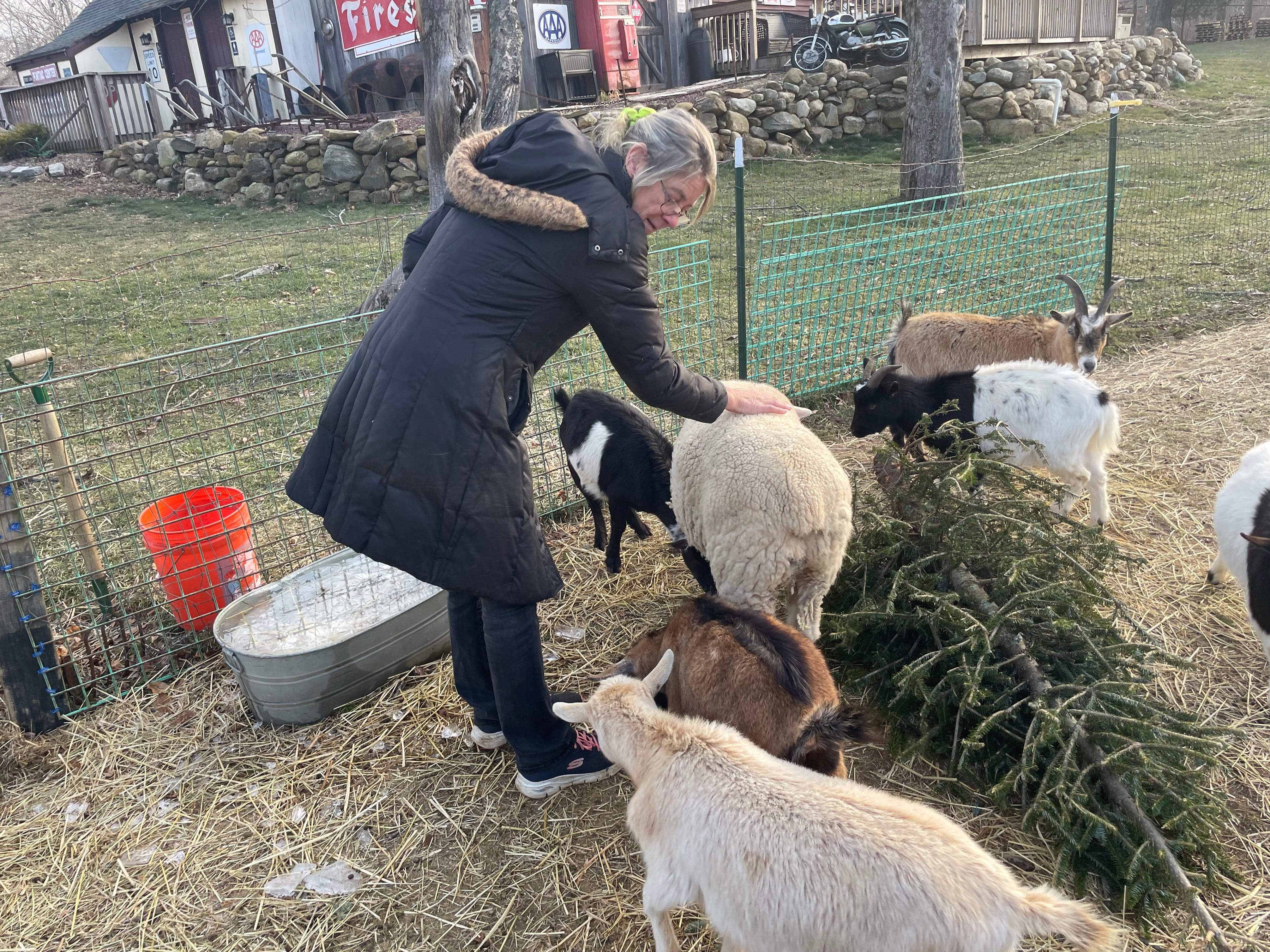 The Farm at Carter Hill owner talks about why it's good to find new uses for old Christmas trees The Farm at Carter Hill owner talks about why it's good to find new uses for old Christmas trees