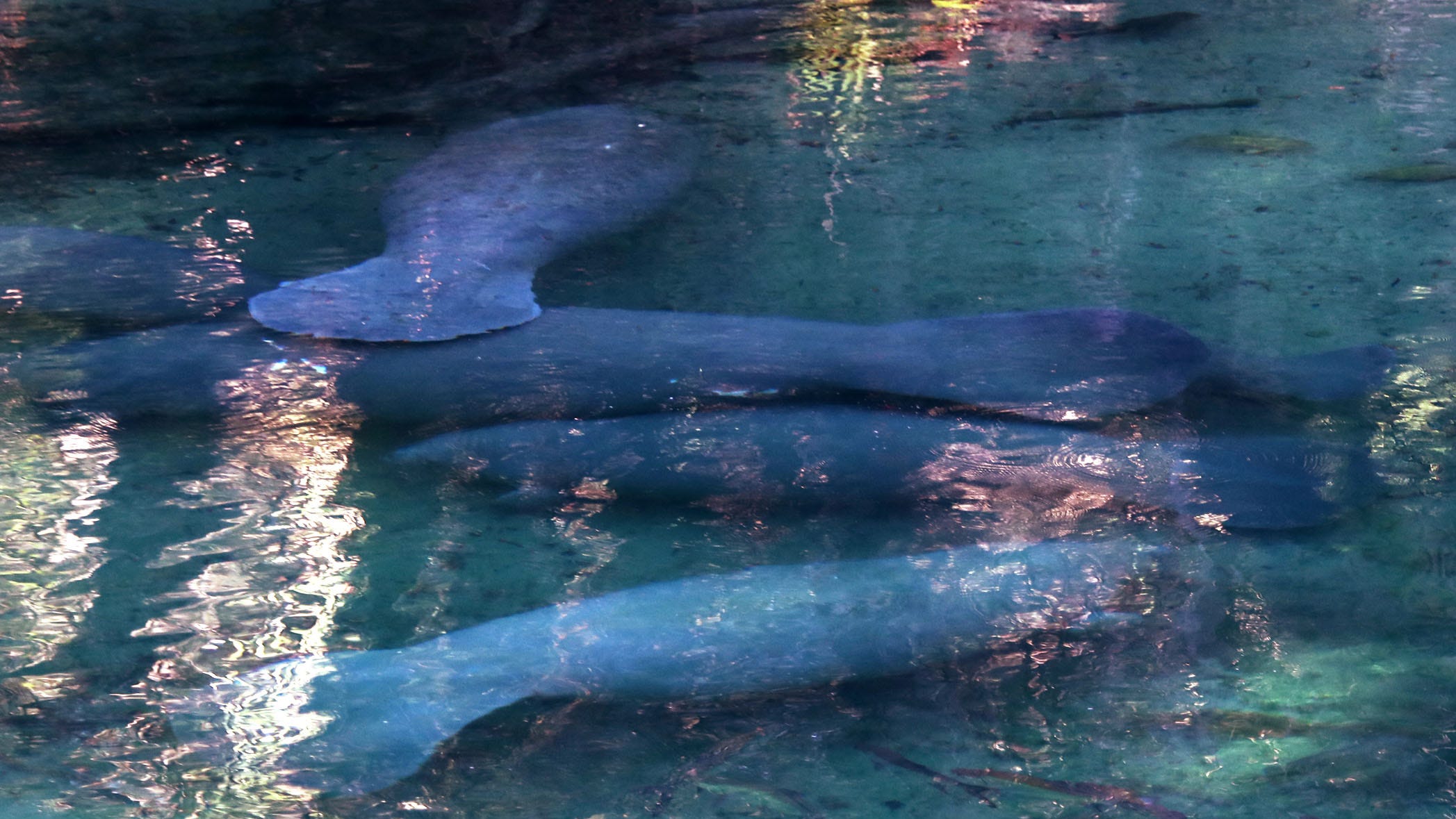 Manatees gather at Blue Spring in Orange City during cold weather