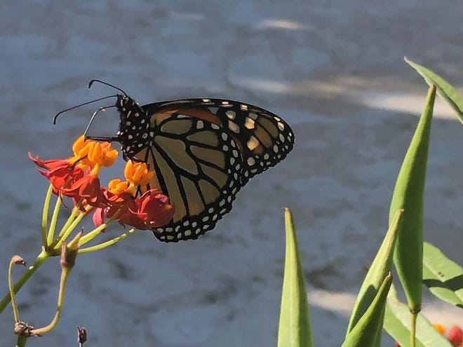 A monarch butterfly feeds on tropical milkweed.