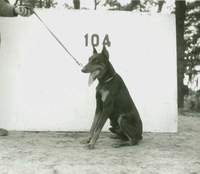 Thousands of dogs, such as "Duke" pictured here, were recruited for military duty during World War II by "Dogs for Defense," which had chapters in Stark County and found dogs for the Army and Marines canine units.