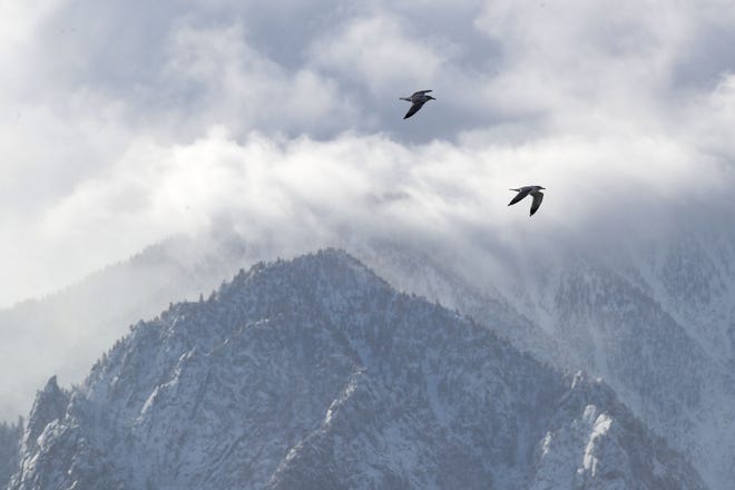 A pair of gulls fly west in front of Mt. San Jacinto in Palm Springs on Sunday.