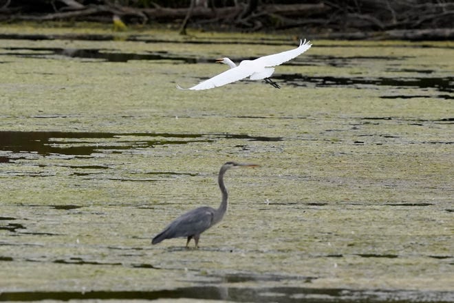 A great egret flies above a great blue heron in a wetland inside the Detroit River International Wildlife Refuge in Trenton, Mich., on Oct. 7, 2022. President Biden’s administration on Friday, Dec. 30, announced a finalized rule for federal protection of hundreds of thousands of small streams, wetlands and other waterways, rolling back a Trump-era rule that environmentalists said left waterways vulnerable to pollution.