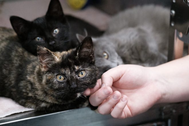Kittens rescued from the Tuscarawas River in Port Washington are Sacagawea, with the tortoise shell coat; Clark, who is black; and Lewis, who is gray. They are at the Tuscarawas County Humane Society.