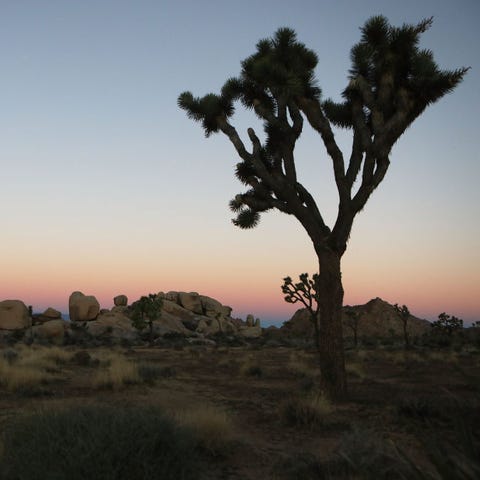 A Joshua tree stands at Joshua Tree National Park 