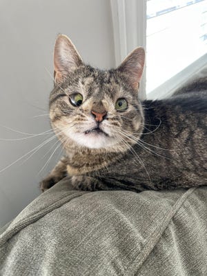 Maya, Lauren and Harrison Makofsky's cat, has gained a following on social media by sharing information about the differences.