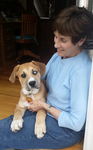 Valerie Clark of Monroe is pictured with Slugger, who was 3 months old at the time. Valerie and her husband, Robert, adopted Slugger after fostering him and his siblings.