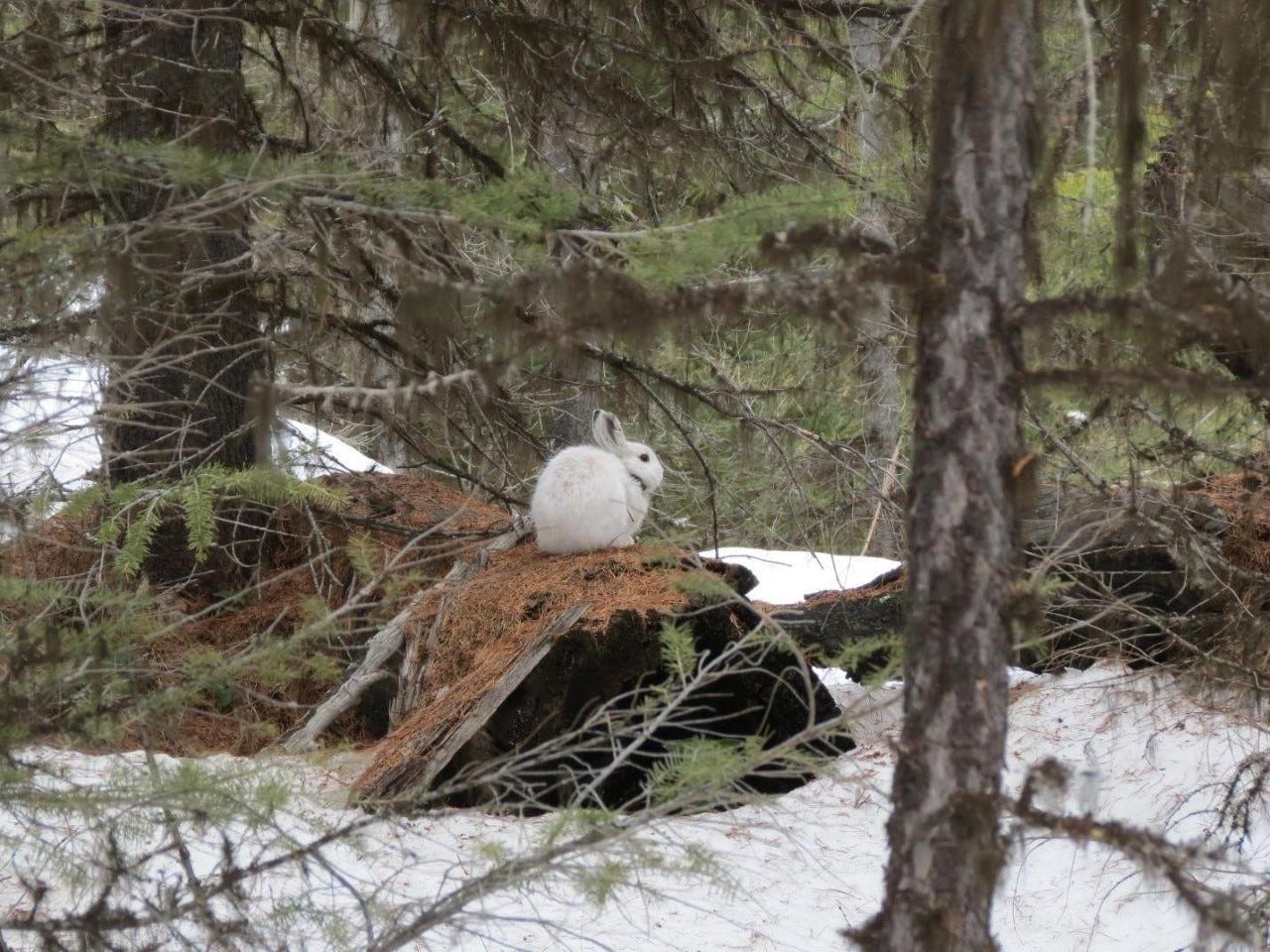 New England's warm winter, lack of snow is harming these animals New England's warm winter, lack of snow is harming these animals