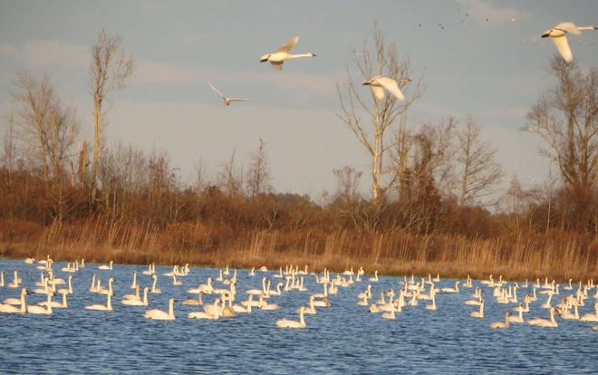 North Carolina's Special Winter Visitor, Tundra Swans. (Contributed Photo)