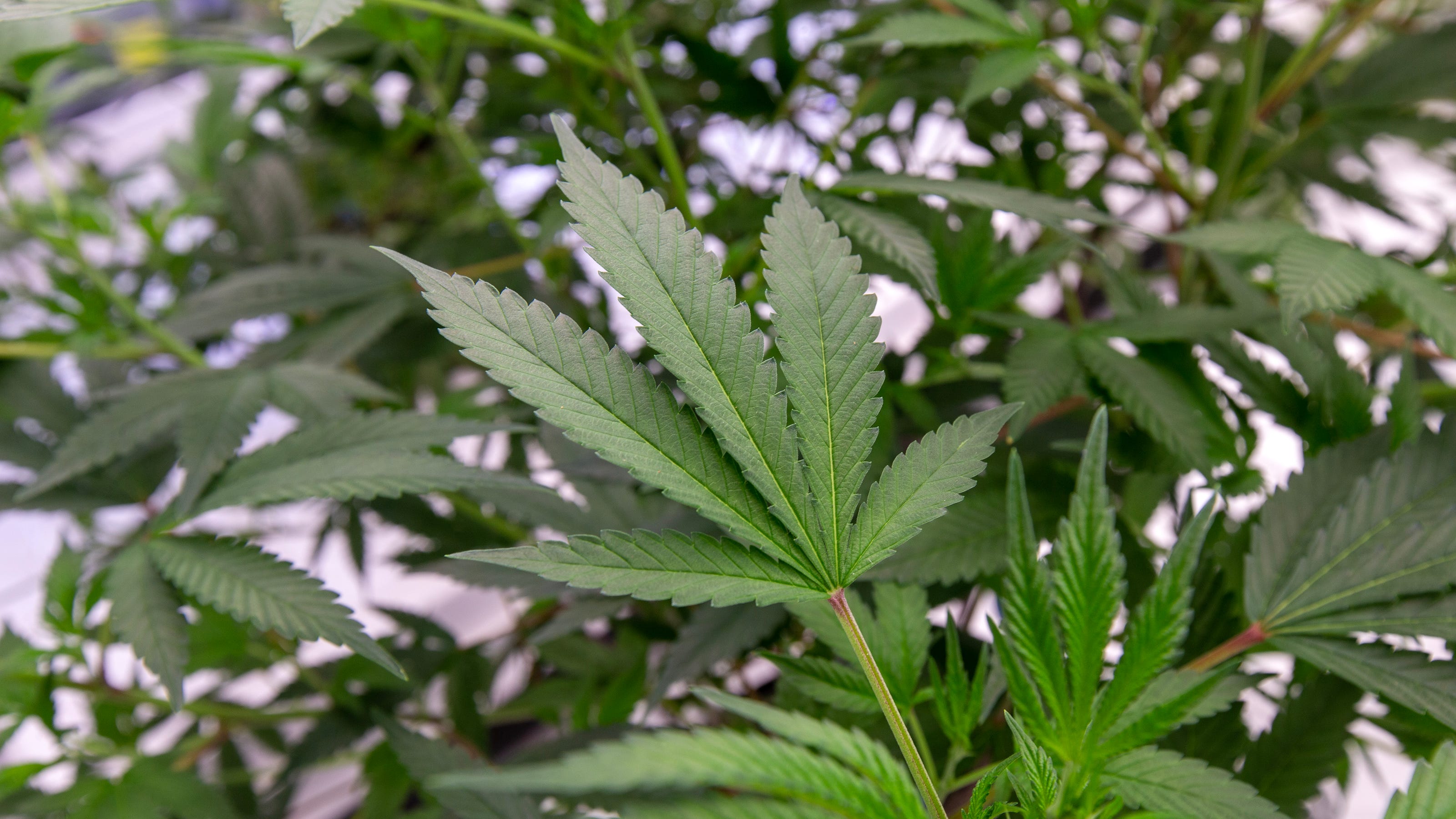 What states have legal weed? Will Congress OK it? The latest on federal marijuana legalization