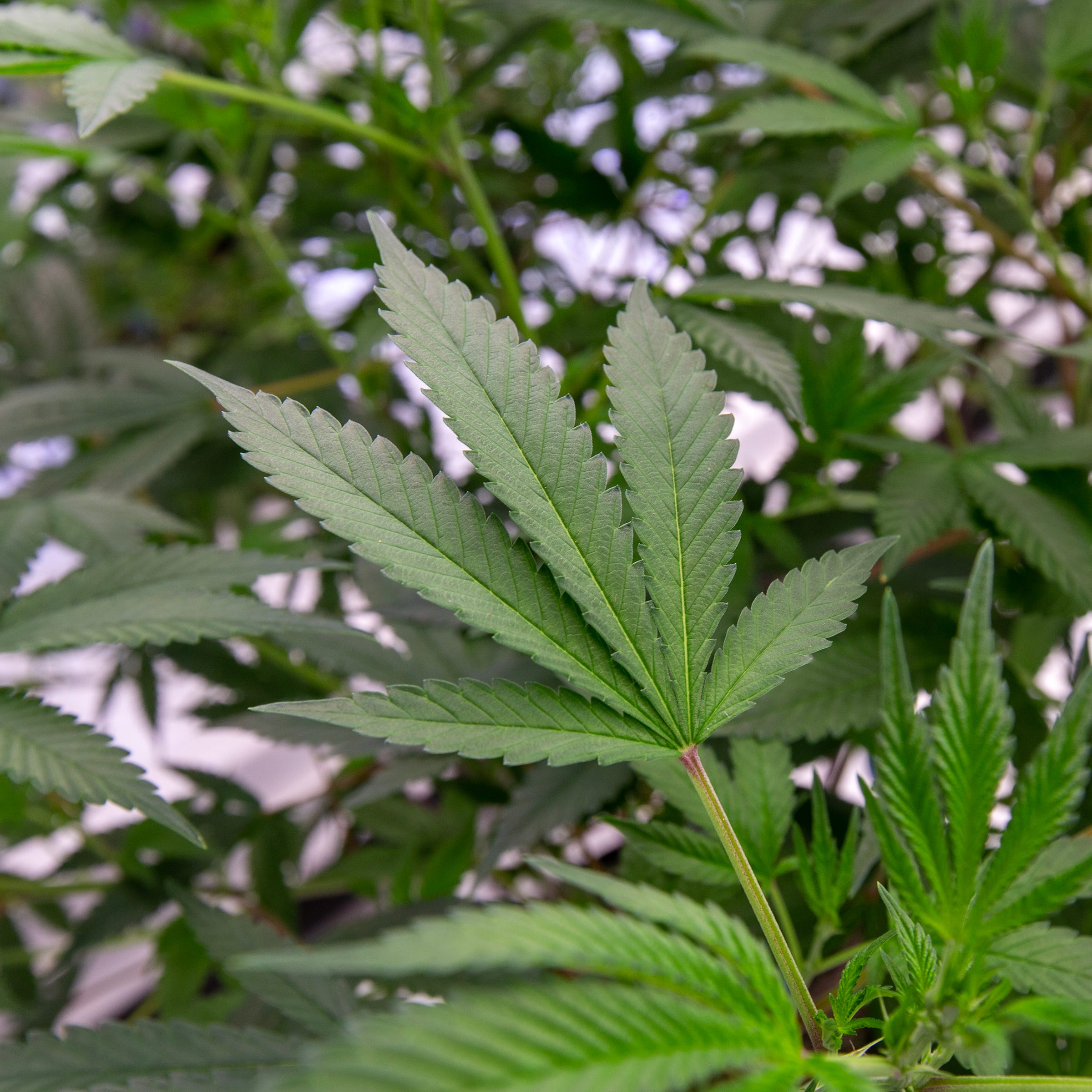 Detail of a "mother" cannabis plant at the cannabis cultivation center operated by Verano Holdings, which owns the Zen Leaf dispensaries in Elizabeth, Lawrence and Neptune, in Readington, NJ Thursday, January 5, 2023.