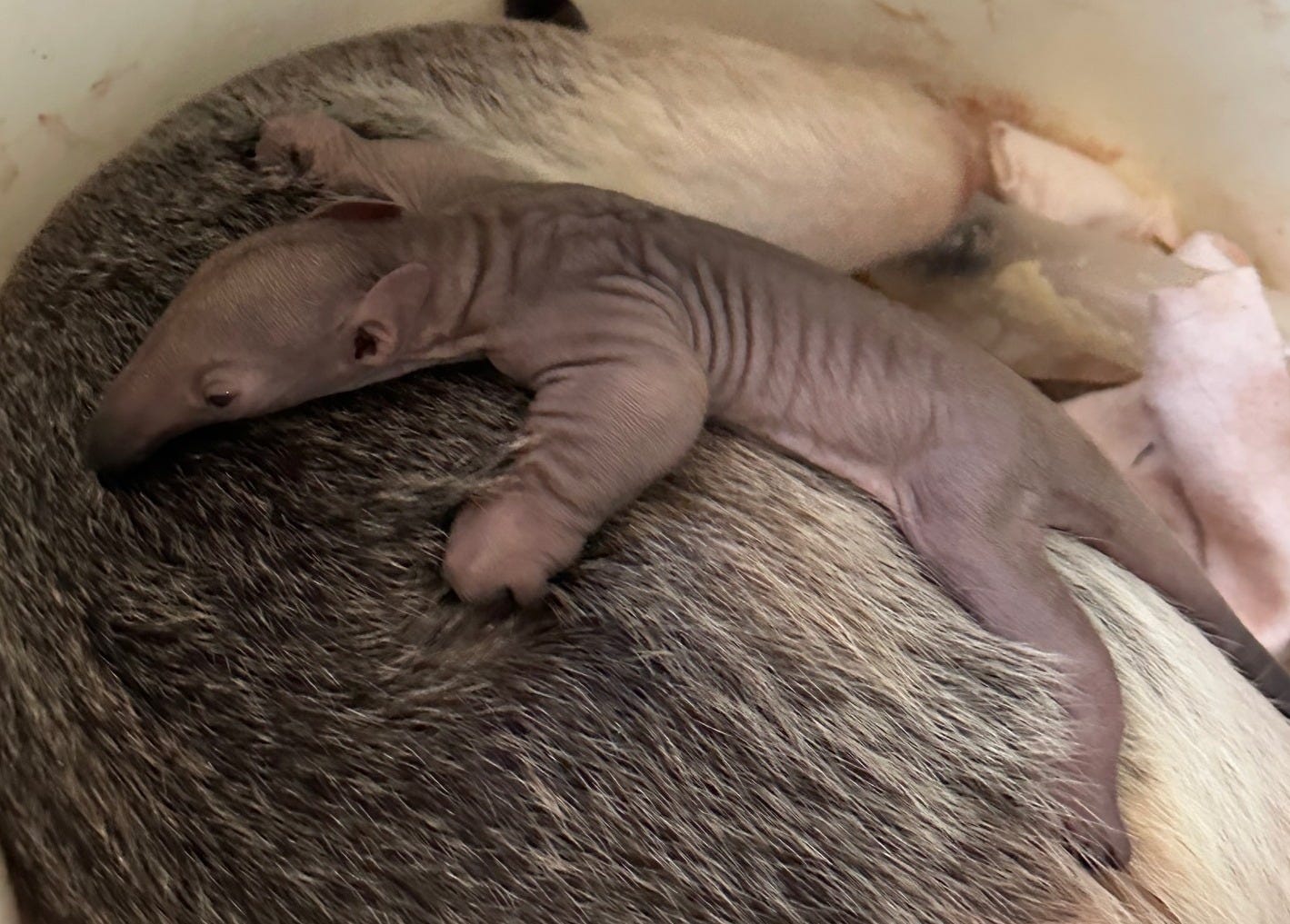 Baby tamandua at Cincinnati Zoo dies days after birth