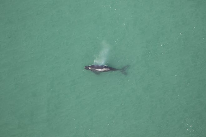 Aerial survey teams locate and document the lone whale calf in Beaufort Inlet.