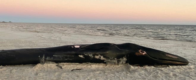 A dead Finback whale lies on the sand after being brought to shore at the Mississippi Gulf Coast beach in Pass Christian, Miss., Saturday, Jan. 7, 2023.